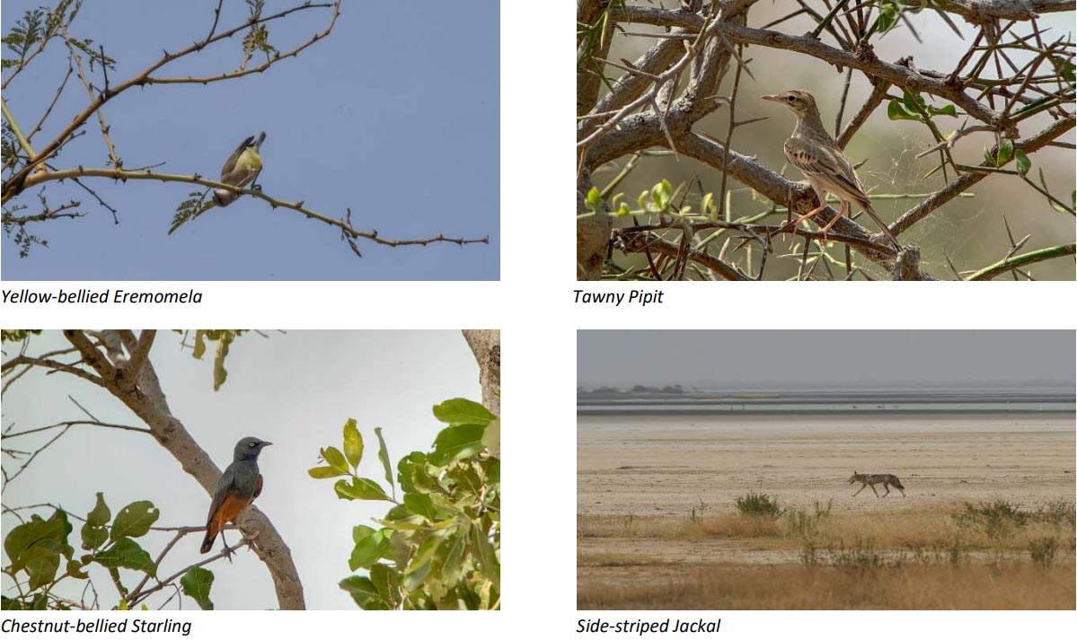 Yellow-bellied Eremomela, Tawny Pipit, Side-striped Jackal 